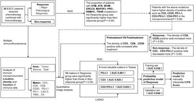 To develop a prognostic model for neoadjuvant immunochemotherapy efficacy in esophageal squamous cell carcinoma by analyzing the immune microenvironment